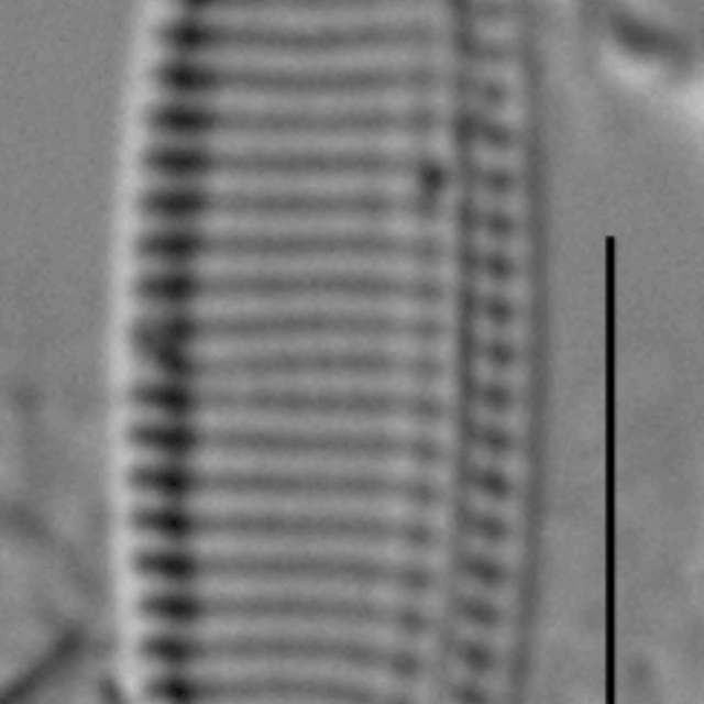 Duplicate Angustulata 102457Rev001