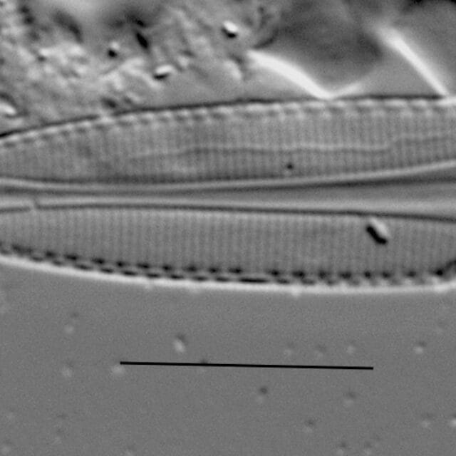 Duplicate Frustulum Gc51122 005