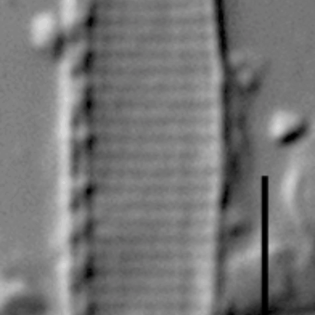 Duplicate Frustulum Gc51122Rev004