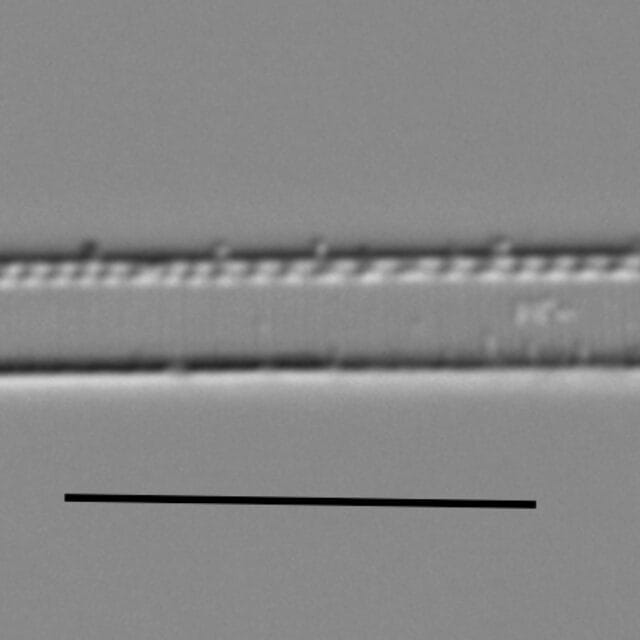 Duplicate Gracilis 112594 001