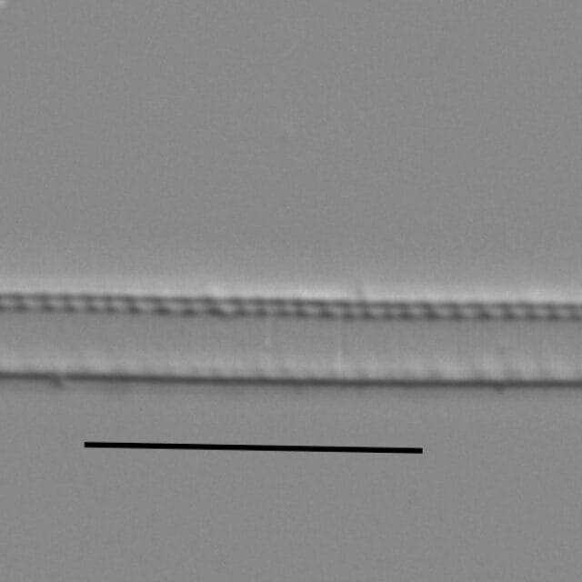 Duplicate Gracilis 112594 002