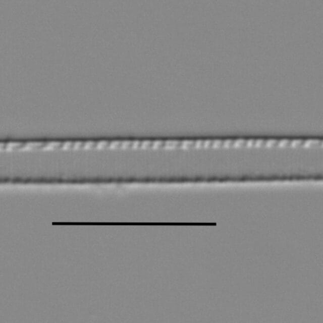 Duplicate Gracilis 112594 004