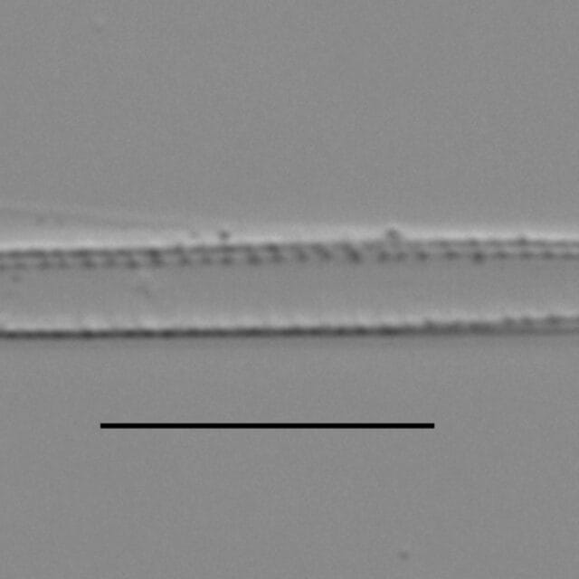 Duplicate Gracilis 112594 005