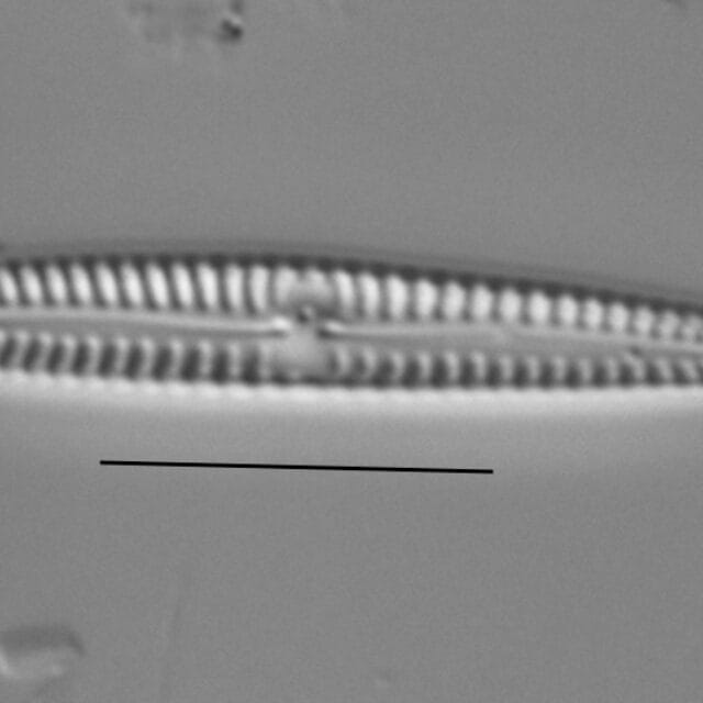 Duplicate Pygmaeum 111316A 005
