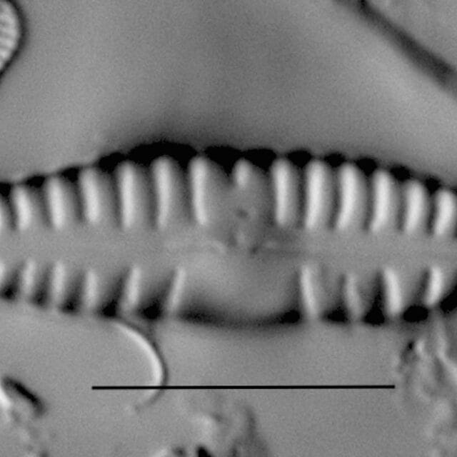 Duplicate Sinuatafantiqua Gc54103 007