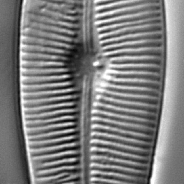 Eriense Boyer  T 5 14004