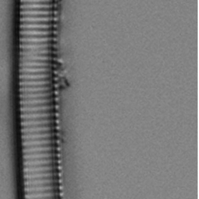 Eunotia Naegelii Long I