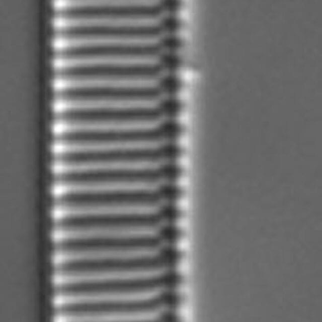 Eunotia Naegelii Short Ii