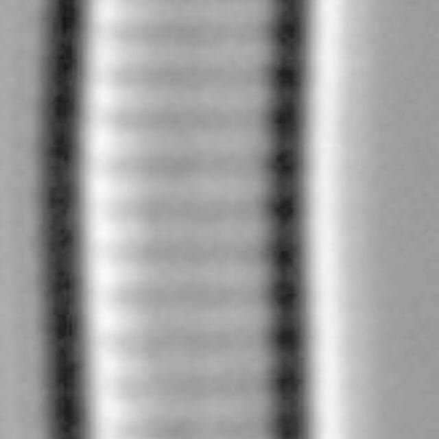 Eunotia Paludosa Mid Iic