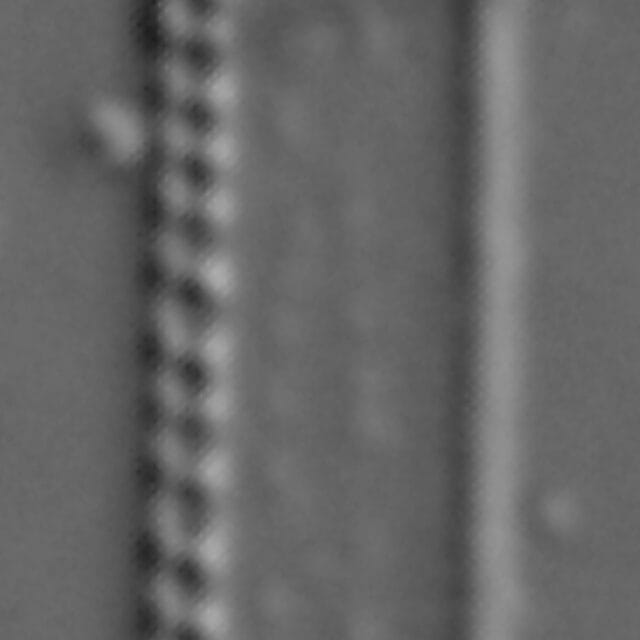 Nitzschia exilis LM2