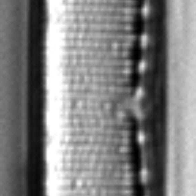 Filiformis Gc106965H010