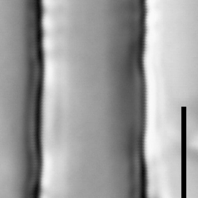 Fragilaria recapitellata LM1