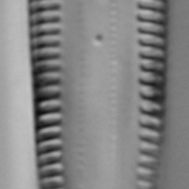 G Amerhombicum  A Isotype 20170301 08 Cl