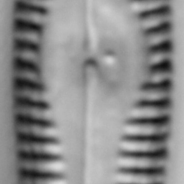 G Amerhombicum  B Isotype 20170301 05 Cl