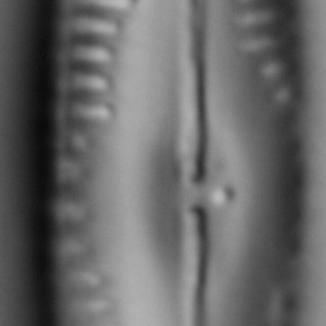 G Amerhombicum  B Isotype 20170301 06 Cl