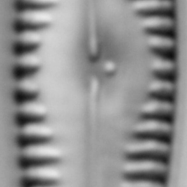 G Amerhombicum  B Isotype 20170301 09 Cl