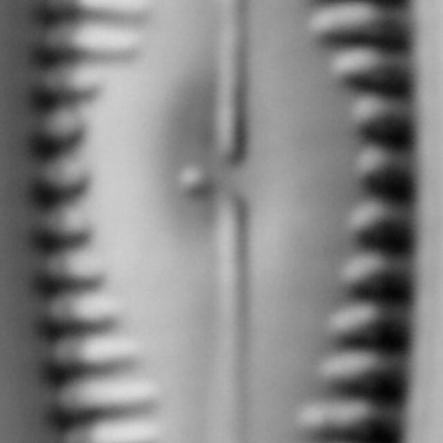 G Amerhombicum  B Isotype 20170301 14 Cl