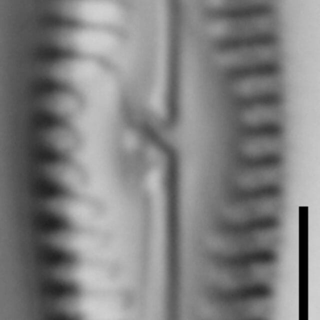 G Amerhombicum  B Isotype 20170301 21 Cl