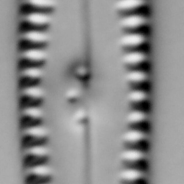 Gomphonema caperatum LM2