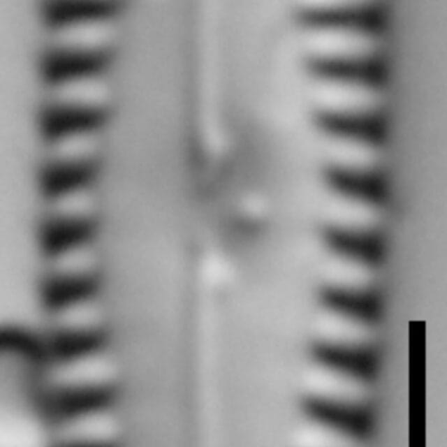 Gomphonema caperatum LM6