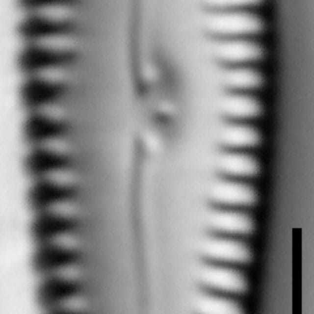 G Incog 15576A 08142015 37 Cl