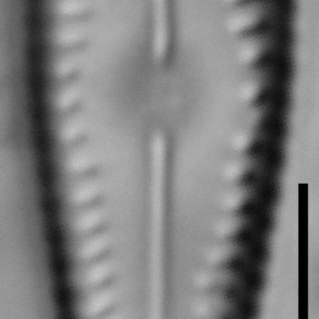 G Lingulatiformis 15551A 09282015 01 Cl1