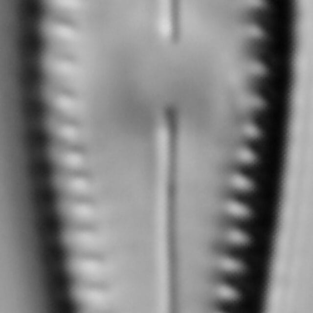 G Lingulatiformis 15554A 09182015 01 Cl