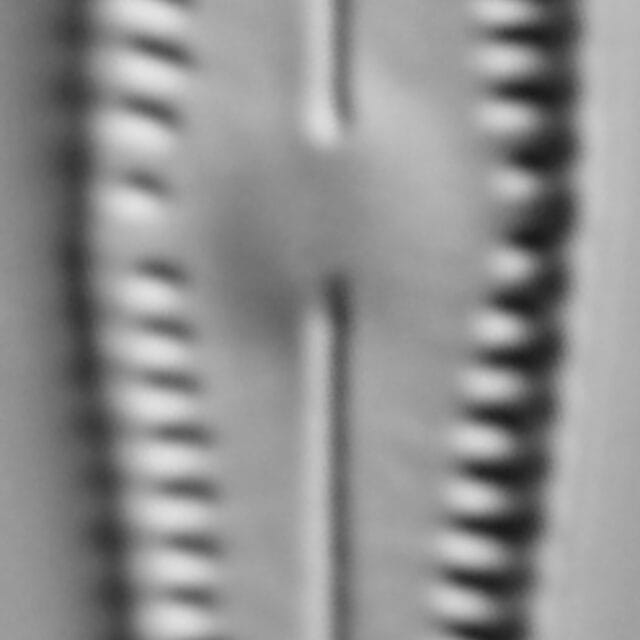 G Lingulatiformis 15588A 08172015 28 Cl