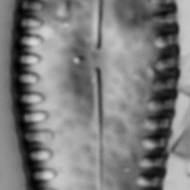 G Reimeri 15612C 12182015 01 Cl