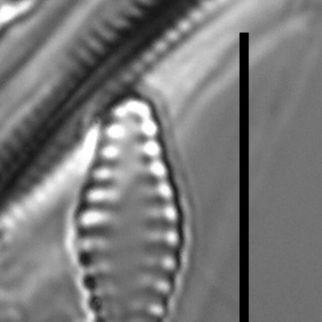 Geocollegarum specimen1 ASRC3801
