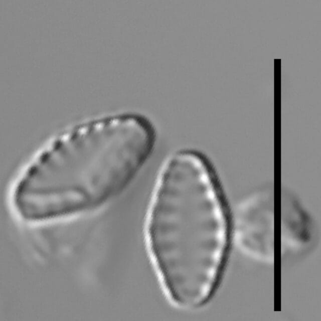 Geocollegarum specimen2 ASRC3801