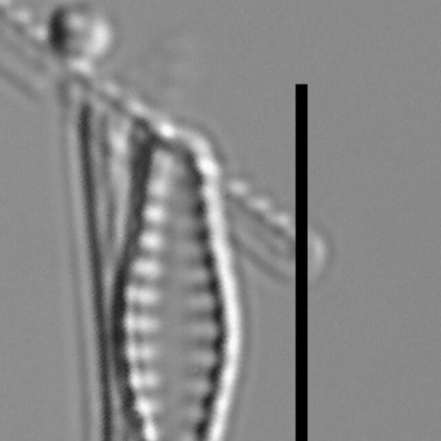 Geocollegarum specimen4 ASRC3801