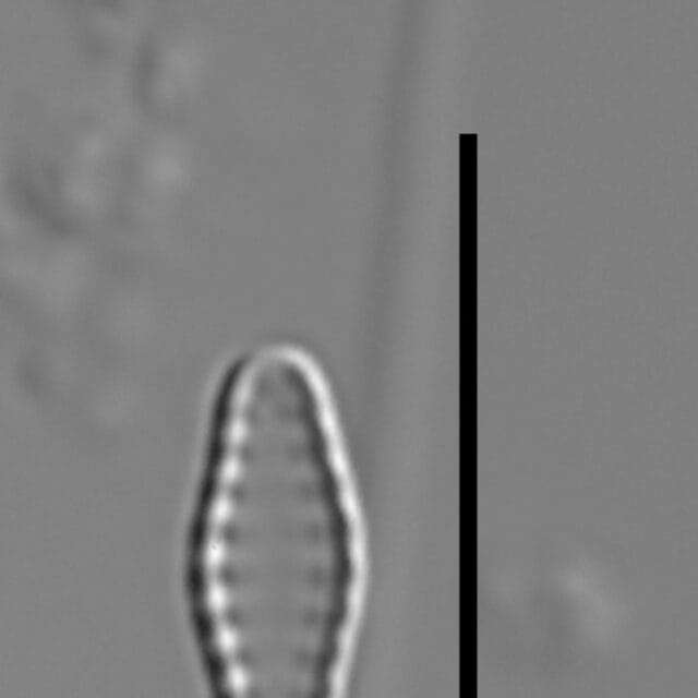 Geocollegarum specimen5 ASRC3801