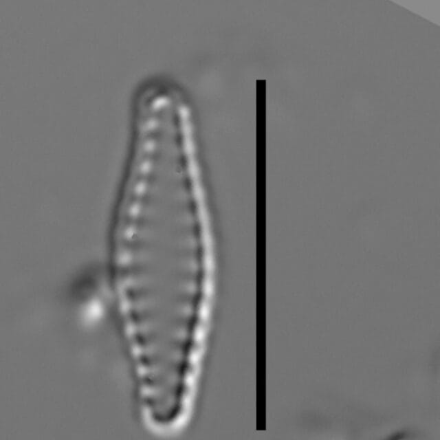 Geocollegarum specimen6 ASRC3801