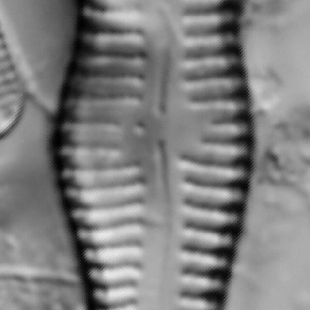 Gomphonema Acuminatum 004