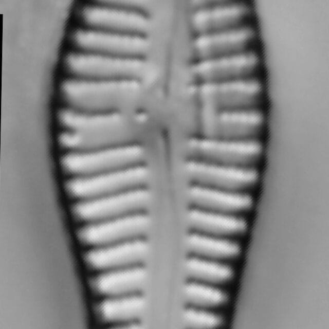 Gomphonema Acuminatum 005