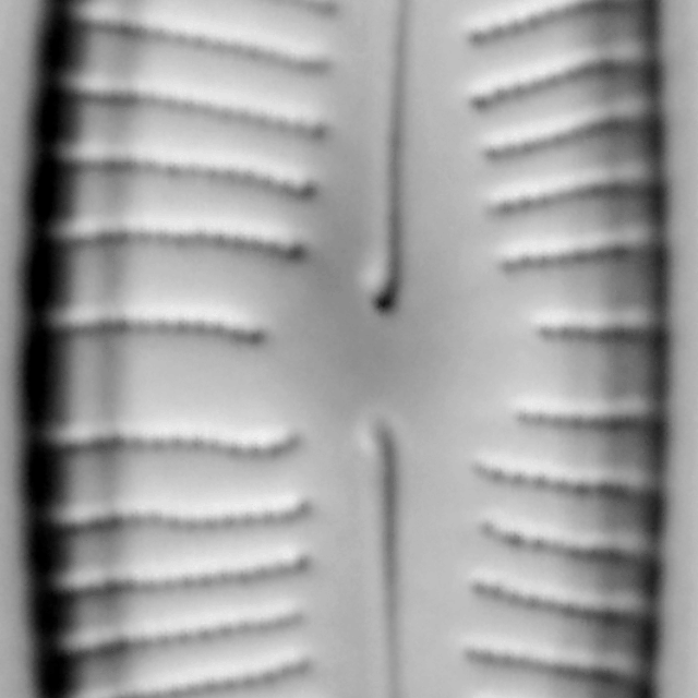 Encyonema hebridicum LM2