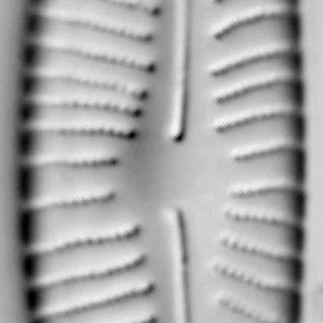 Encyonema hebridicum LM3