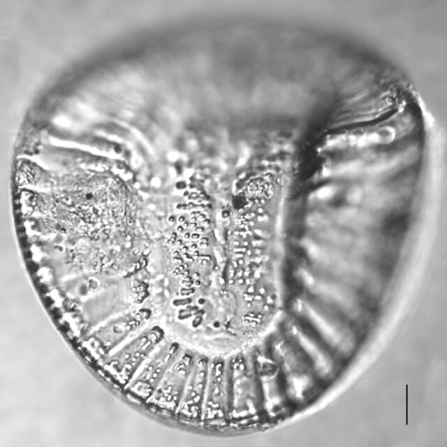 Campylodiscus clypeus_LM3