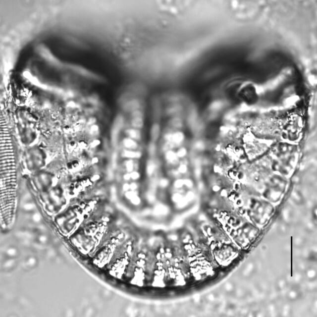 Campylodiscus clypeus LM1