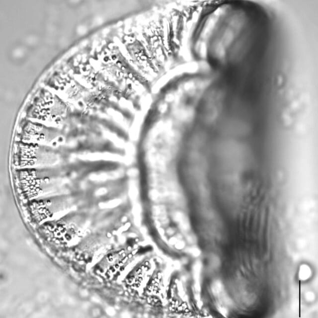 Campylodiscus clypeus_LM2