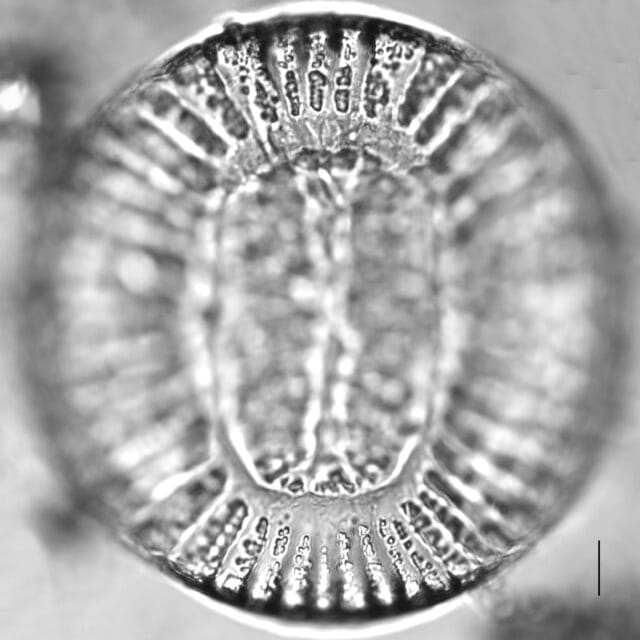 Campylodiscus clypeus_LM4