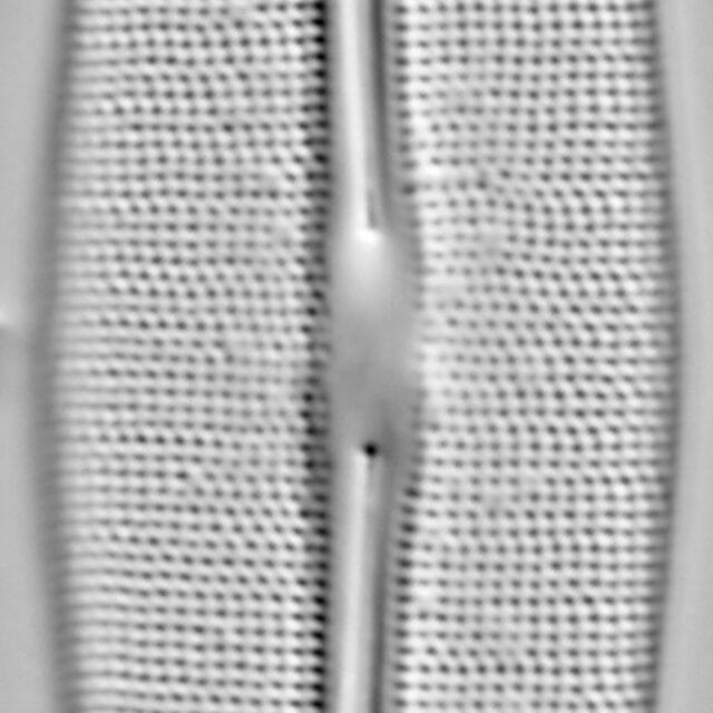 Frustulia incluta LM2