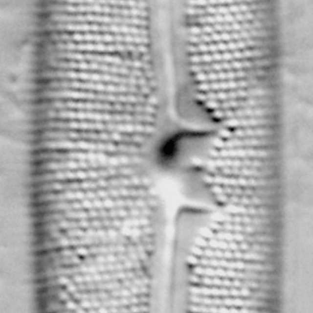 Frustulia latita LM2