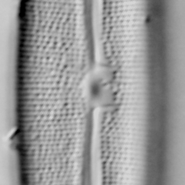 Frustulia latita LM3