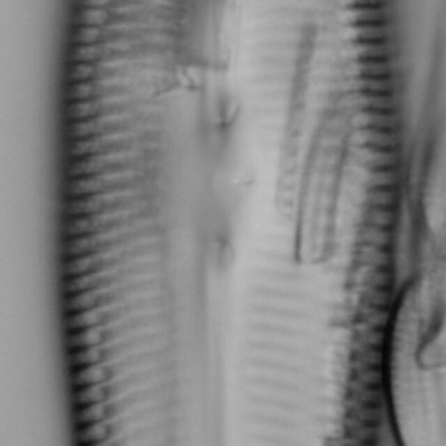 Gomphoneis linearis LM1