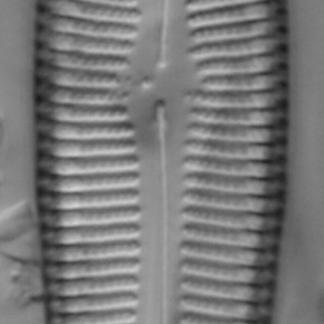 Gomphoneis linearis LM3