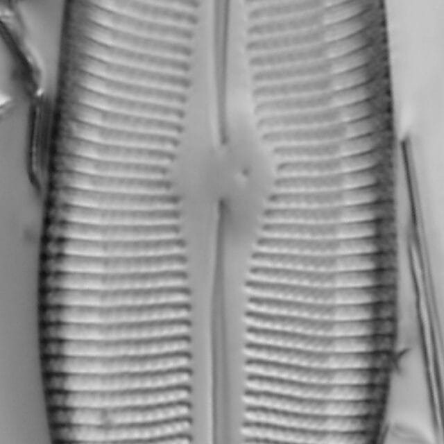 Gomphoneis herculeana var. lowei LM1