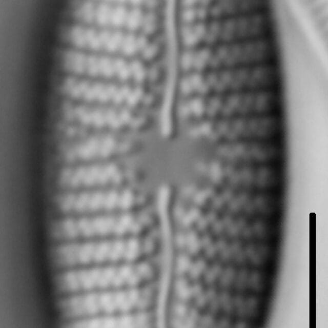 Mastogloia grevillei LM7