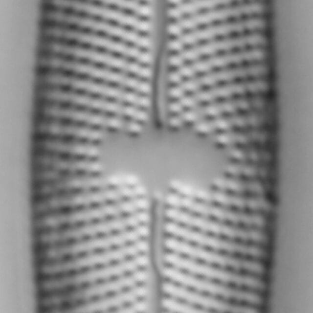 Mastogloia lacustris LM2